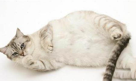 猫舍买的猫得了猫瘟怎么办