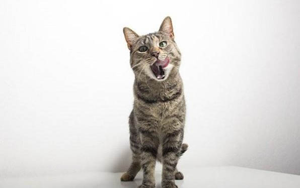 猫能吃粽子吗