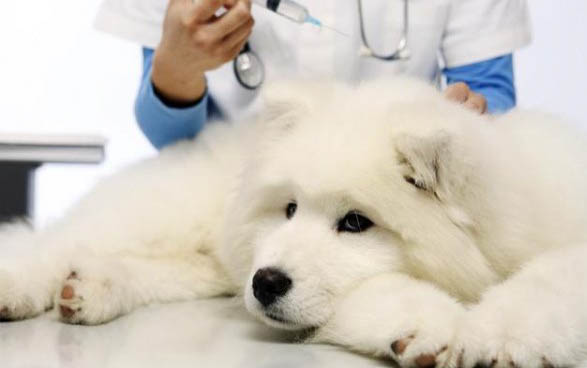 犬大便不成形很臭怎么办