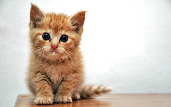 猫咪生宝宝的时候需要人帮忙吗?