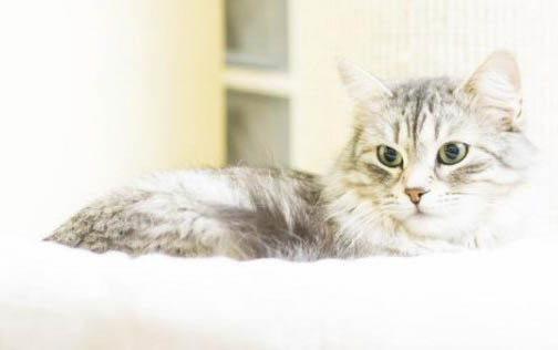大猫和小猫可以一起养吗