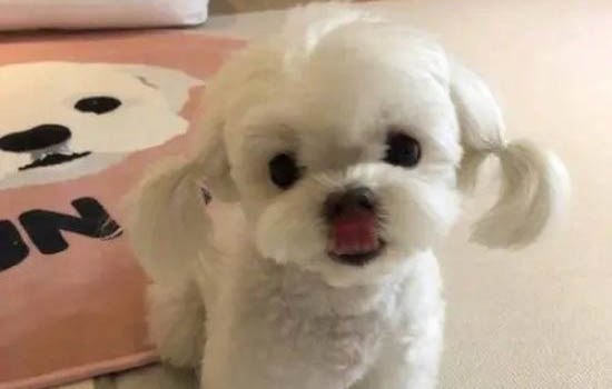 狗可以坐飞机吗