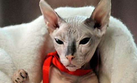 请问猫咪呕吐的原因及处理方法?