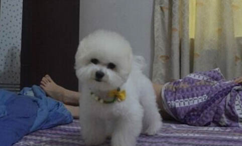比熊犬贵宾犬哪个好看