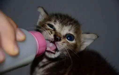 小猫感冒了能自愈吗