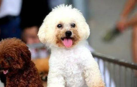 贵妇犬的寿命有多长?