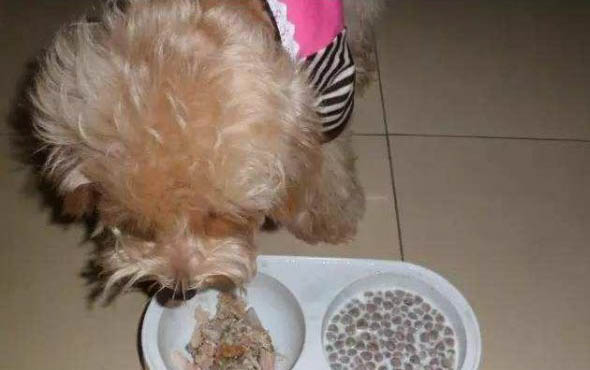哪个牌子的狗粮比较好一些