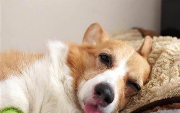 狗狗身上长虫子怎么办?