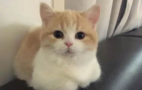 猫怕水却喜欢吃鱼