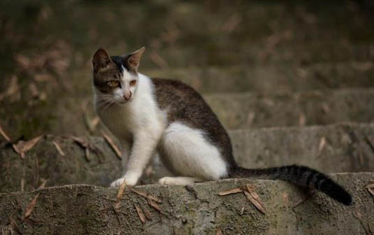 猫咪除口臭的简单方法