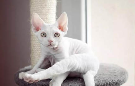 猫为什么会一直流鼻涕?如何处理以及注意事项是什么?