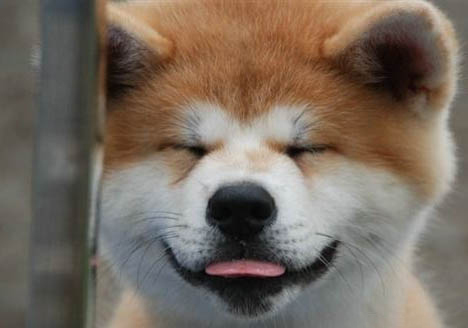 秋田犬性格一般多少钱