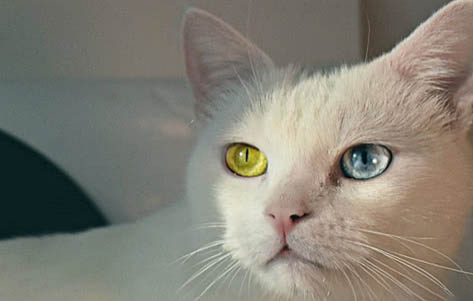 小猫喜欢咬人的原因是什么