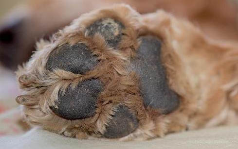 狗狗泪痕去除有哪些方法