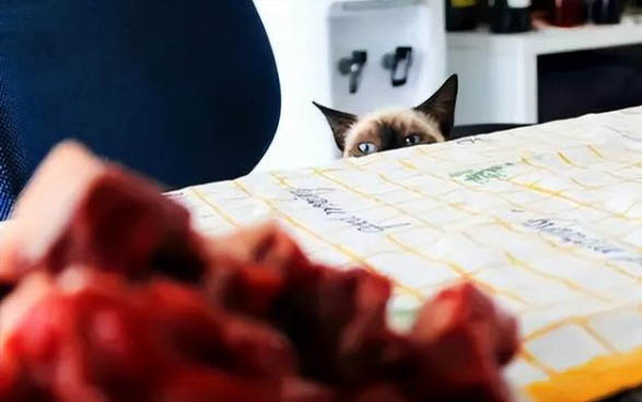 猫咪怎么样是饿了的表现