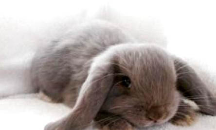 兔子为什么不吃窝边草？
