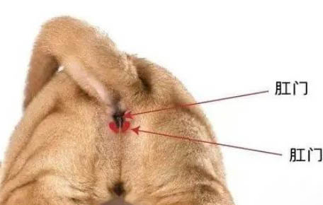 猫咪绝育为什么会呕吐不止