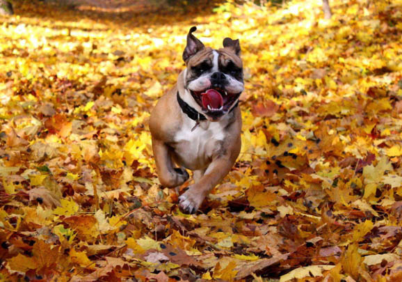 两个月英国斗牛犬可以洗澡吗