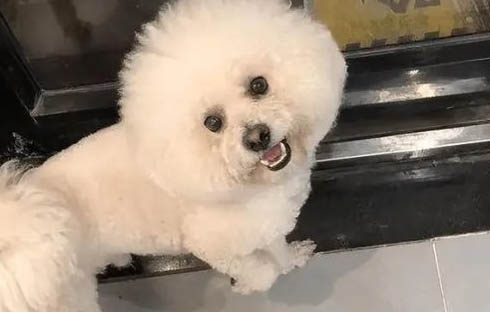 比熊犬和泰迪犬的区别