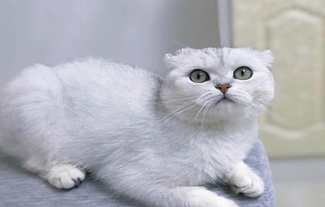 折耳猫生病的早期症状?