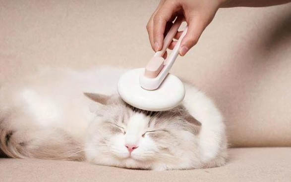 猫咪多久睁眼,能不能用手帮助睁眼