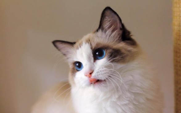 猫咪拉血但精神好是怎么回事