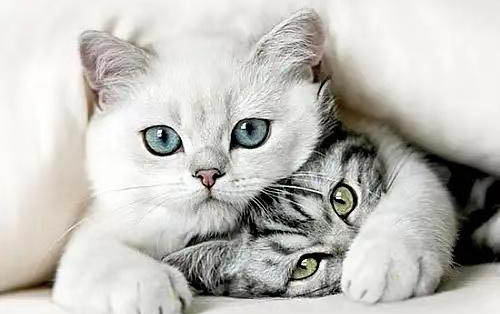 猫吃了葡萄干多久中毒