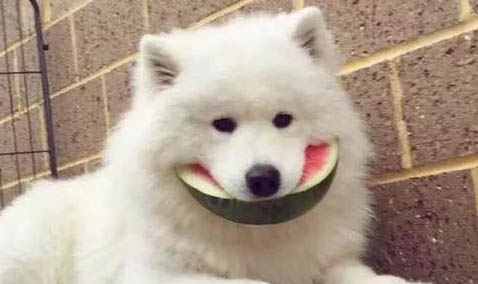 狗为什么无缘无故追人
