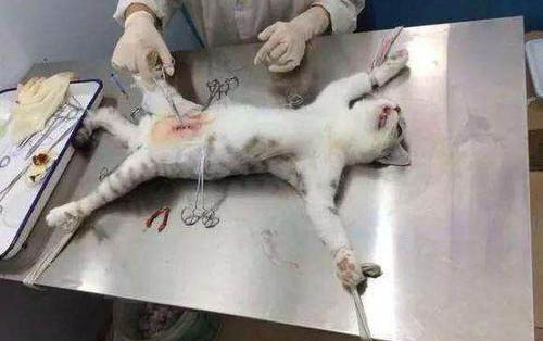 猫的脚趾头烂了怎么处理
