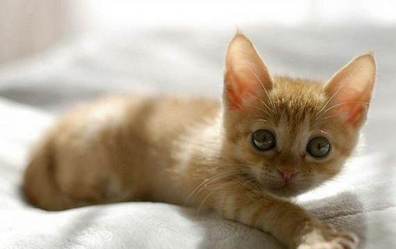 怎样把猫养胖