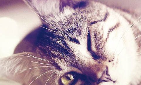 甲醛对猫咪有影响吗
