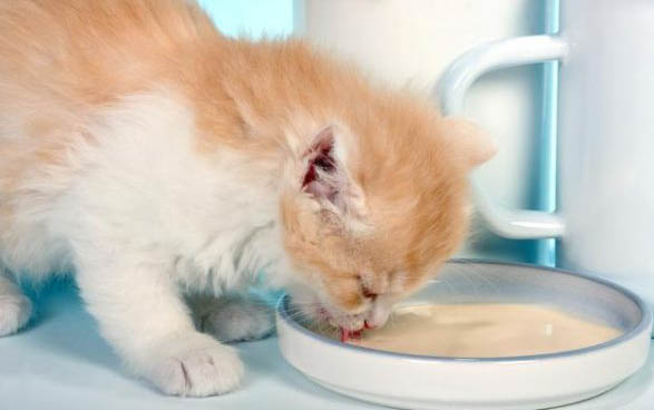 小猫睡觉肚子起伏太快正常吗
