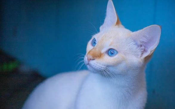 小猫嗓子叫哑了