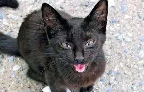 三个月的猫咪一天吃多少克