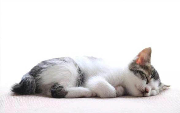 猫癣长了新毛为什么还有荧光