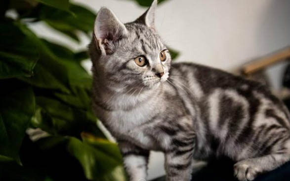 刚领养的猫咪一直叫怎么办?