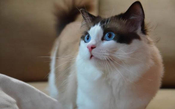 猫咪洗完澡后可以打疫苗吗
