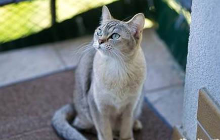 猫咪为什么总是吃鱼干呢