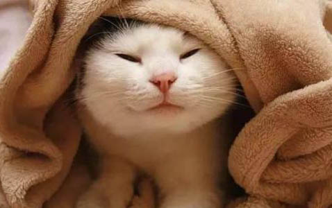 小奶猫感冒了会有哪些症状
