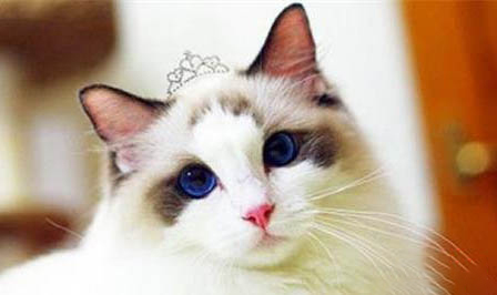 猫咪六个月正常体重对照