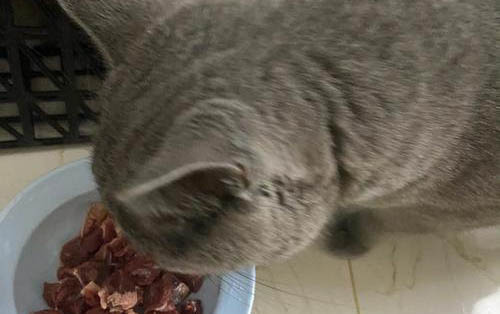 小猫感冒了怎么办呢
