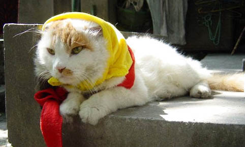 猫罐头哪里买便宜