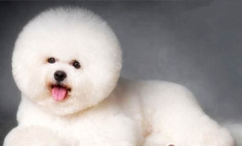 狗牙结石有哪些危害