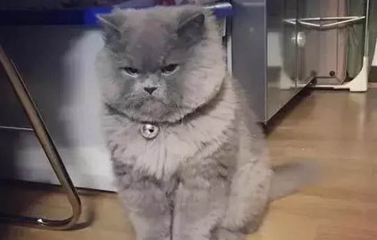 蓝猫毛变黄的原因及处理方法