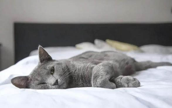 猫咪有眼屎和泪痕是咋回事