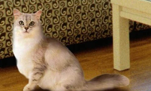如何快速领取宠物狗猫狗粮呢