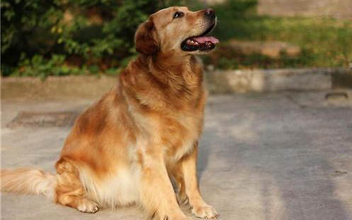 金毛犬腹部肿大,如何判断是否腹水?