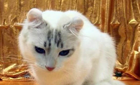 猫吃虫子正常吗