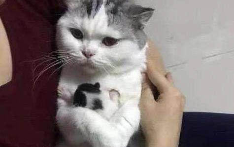 小猫喝水多正常吗