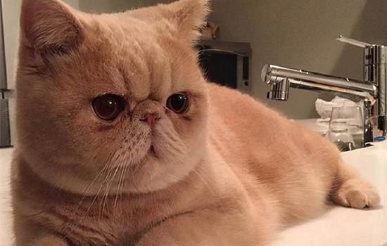 加菲猫为什么会流眼泪